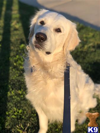 a golden retriever dog with a leash