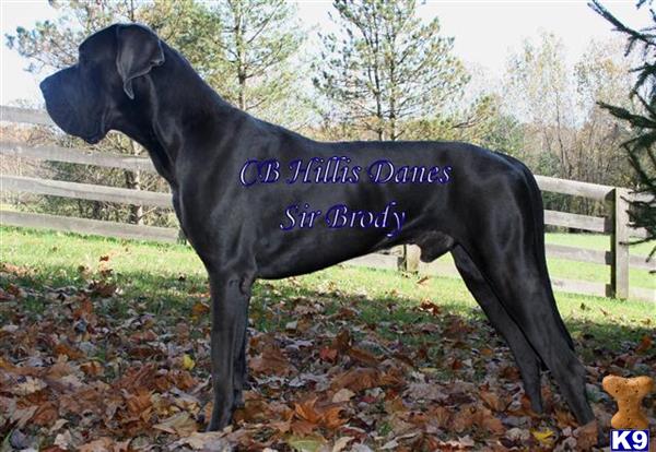 a black great dane dog with a blue collar