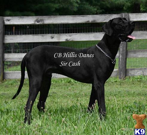 a black great dane dog standing in grass