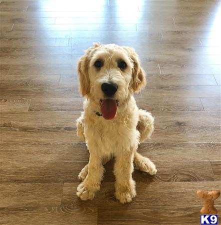 a goldendoodles dog sitting on a wood floor