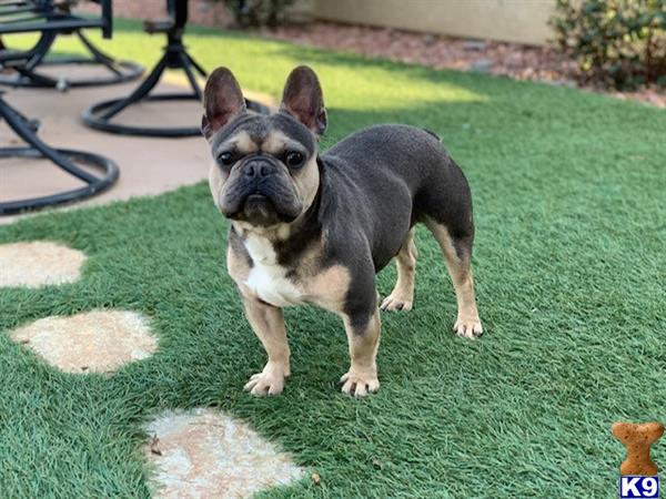 a french bulldog dog standing on grass