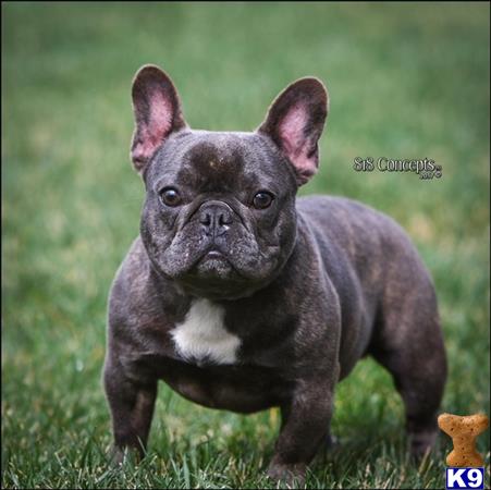 a small black french bulldog dog