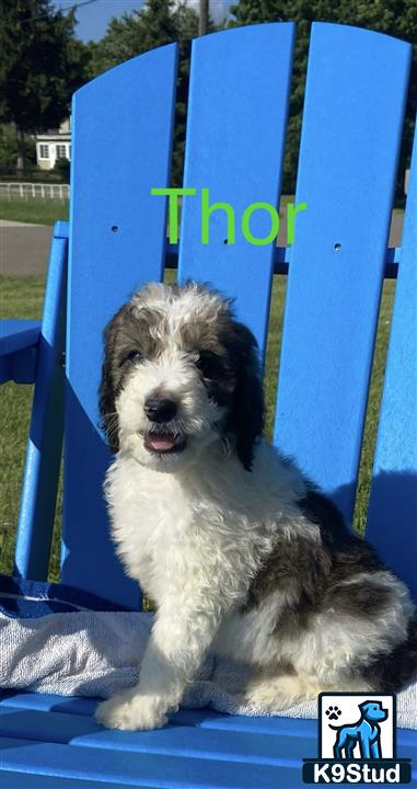 a bernedoodle dog sitting on a blue slide