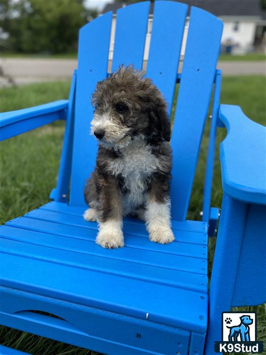 a bernedoodle dog sitting in a blue plastic slide