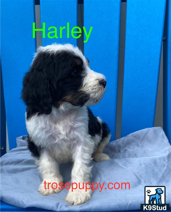 a bernedoodle dog sitting on a bed