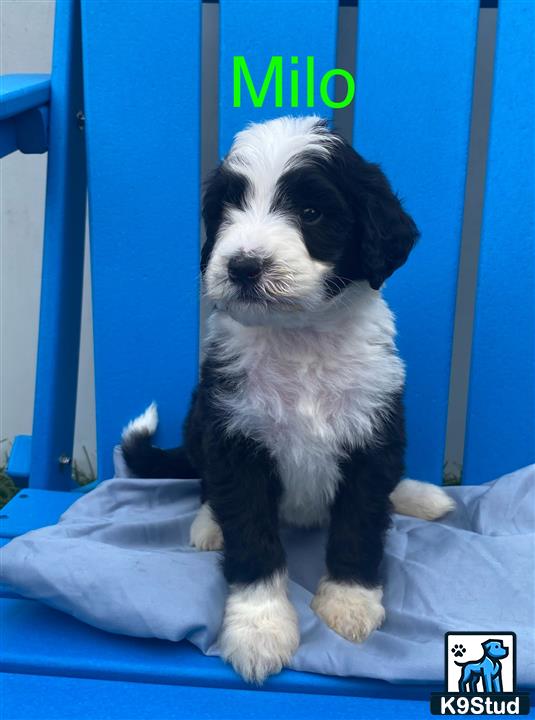 a bernedoodle puppy sitting on a bed