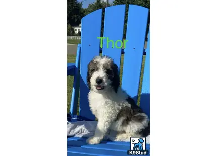 a bernedoodle dog sitting on a blue slide