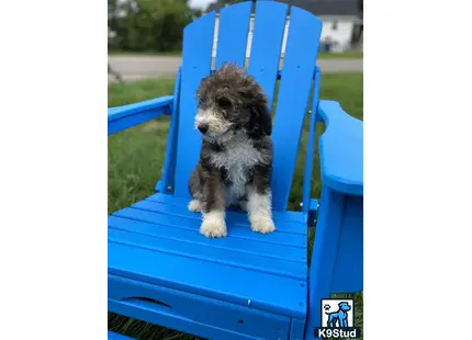 a bernedoodle dog sitting in a blue plastic slide