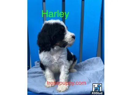 a bernedoodle dog sitting on a bed