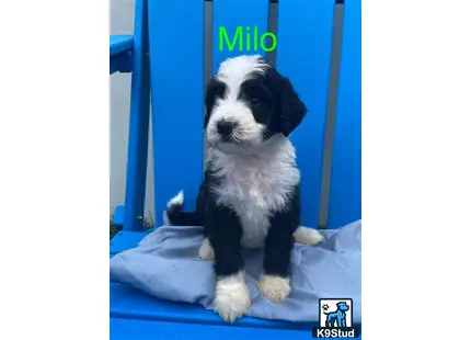 a bernedoodle puppy sitting on a bed