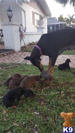 a doberman pinscher dog with a group of doberman pinscher puppies