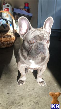 a french bulldog dog sitting on the floor