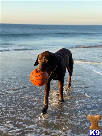 a labrador retriever dog holding a ball in the water