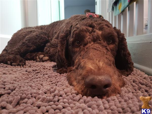 a poodle dog lying on a carpet