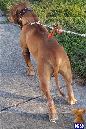 a american bully dog on a leash