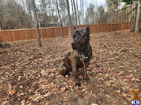 a presa canario dog sitting in a pile of leaves