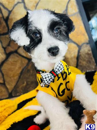 a maltipoo dog wearing a yellow shirt