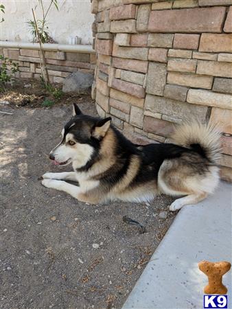 a pomeranian dog lying on the ground