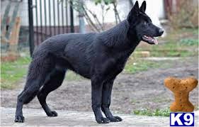 a black german shepherd dog walking on a path