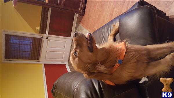 a golden retriever dog standing on a chair