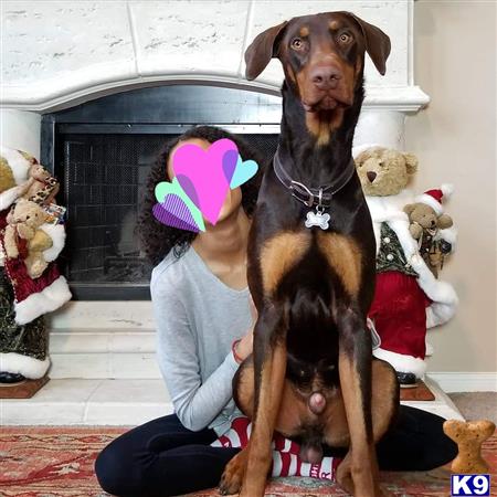 a doberman pinscher dog sitting on a persons lap