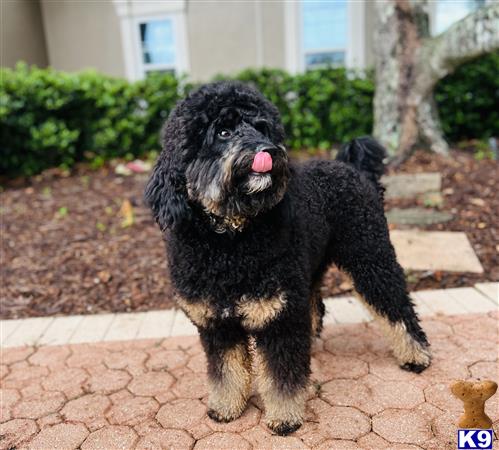 a bernedoodle dog standing on a brick surface