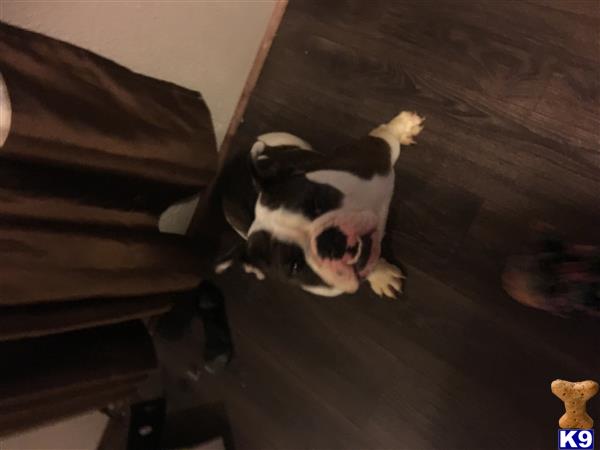 a english bulldog dog standing on its hind legs