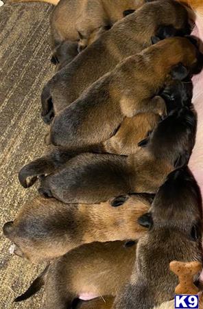 a group of belgian malinois puppies