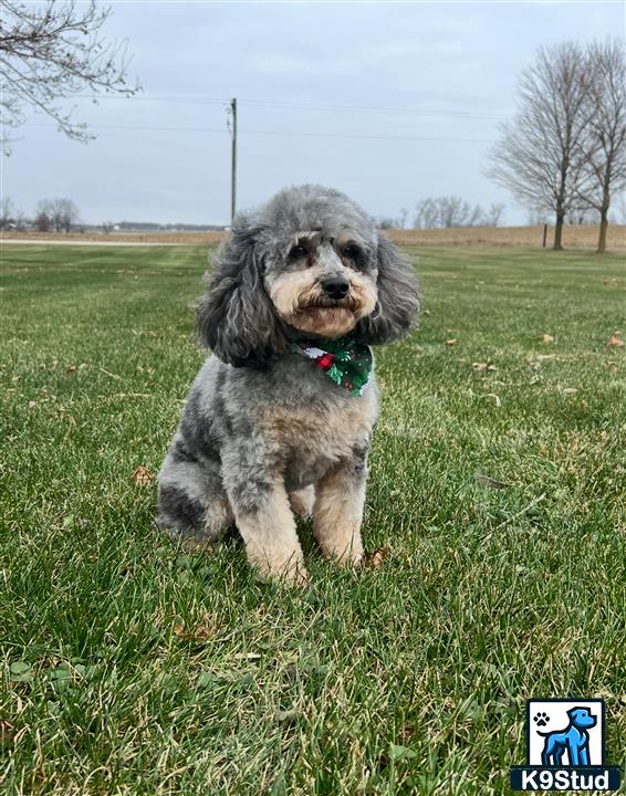 a poodle dog sitting in a grassy field