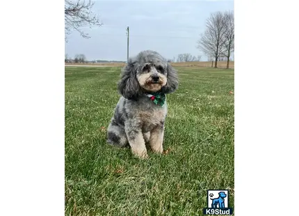 a poodle dog sitting in a grassy field