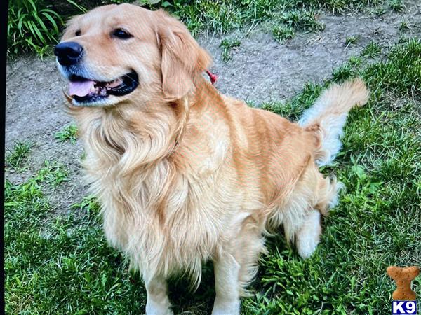 a golden retriever dog standing in the grass