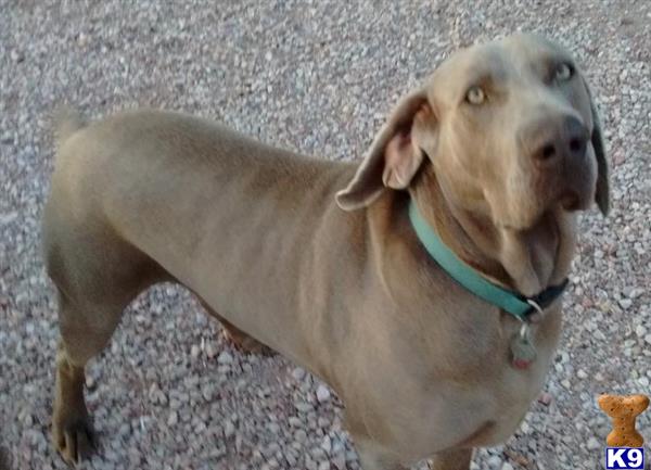 a weimaraner dog standing on a dirt surface