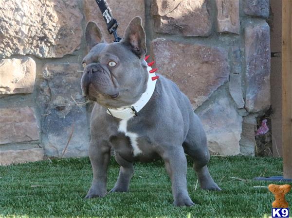 a french bulldog dog with a leash