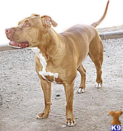 a american pit bull dog with a bird in its mouth