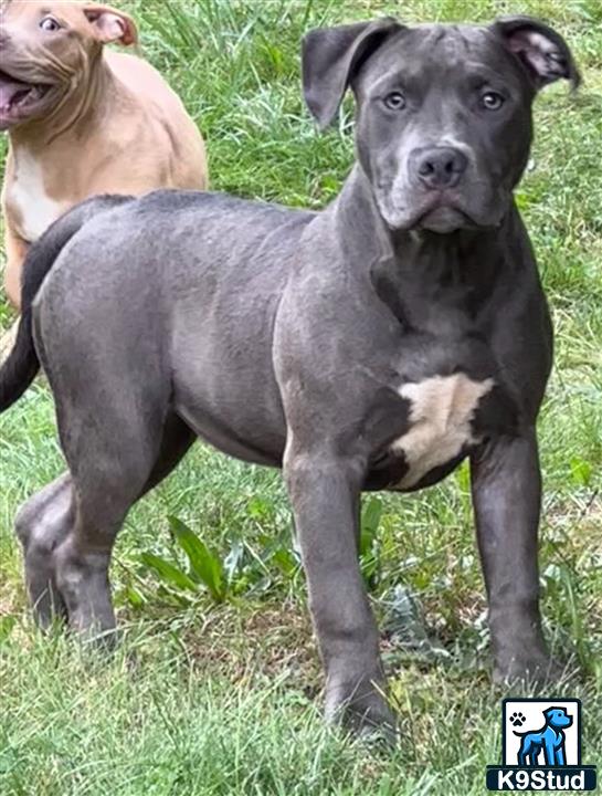 a american bully dog standing on grass