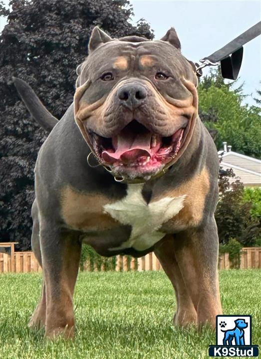 a american bully dog standing in a grassy area