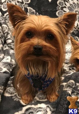 a yorkshire terrier dog sitting on a blanket