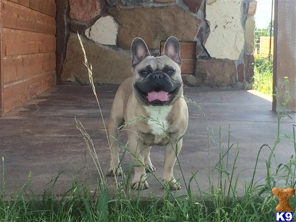 a french bulldog dog standing in the grass