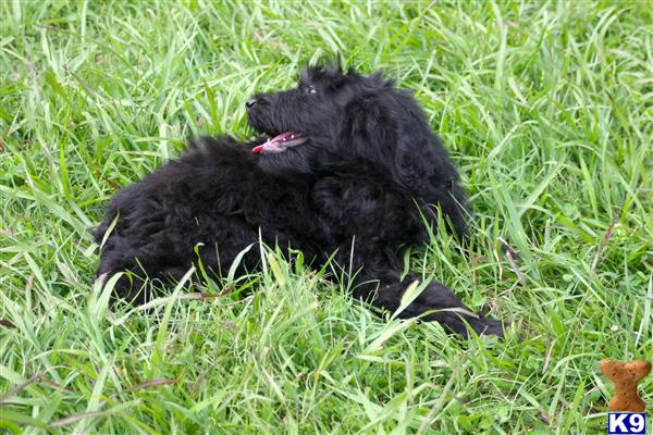 a black goldendoodles dog lying in the grass