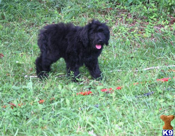 a black goldendoodles puppy in the grass