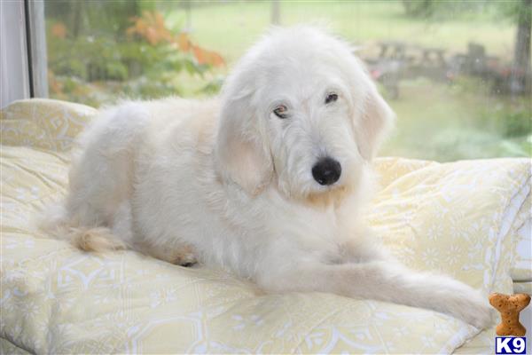 a white mixed breed dog lying on a bed