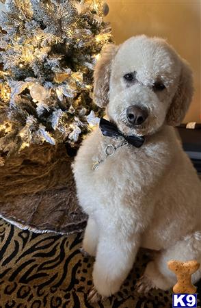a poodle dog sitting next to a tree