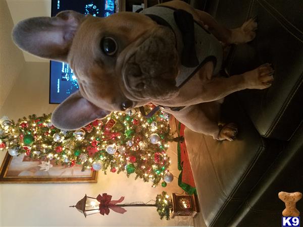 a french bulldog dog standing next to a christmas tree