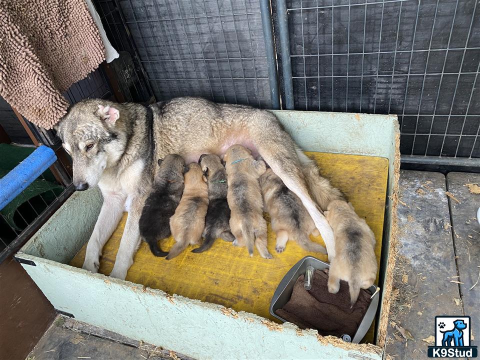 a wolf dog dog nursing wolf dog puppies