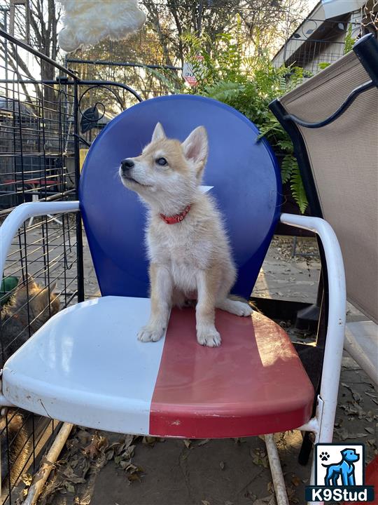 a wolf dog dog sitting in a chair