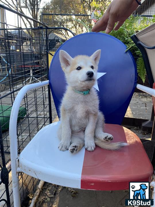 a wolf dog dog sitting in a chair