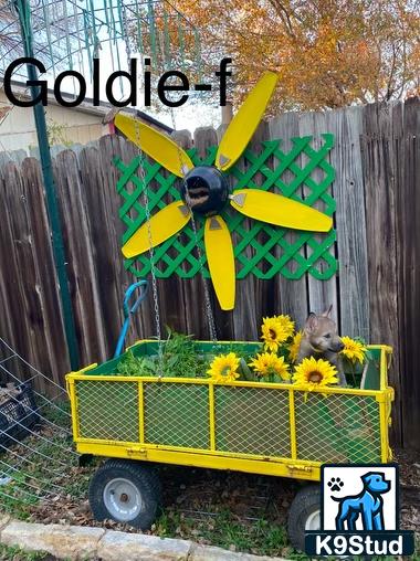 a yellow wheelbarrow full of yellow flowers