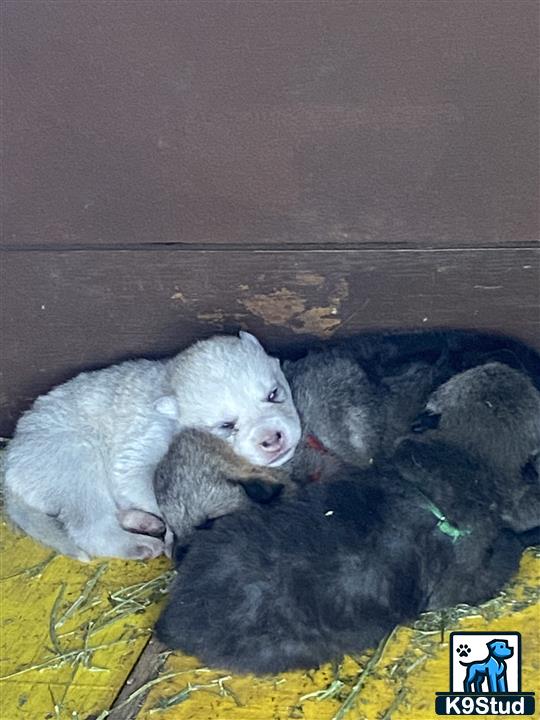 a group of animals lying on a blanket