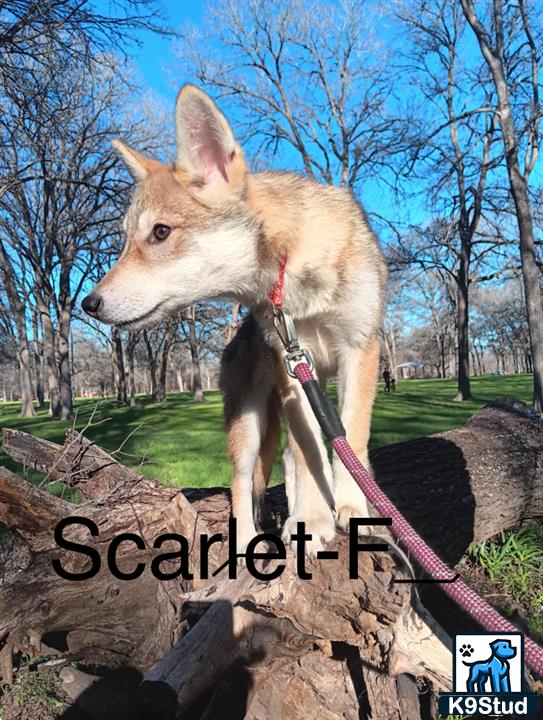 a wolf dog dog on a rock