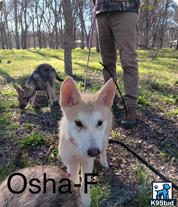 a wolf dog dog on a leash